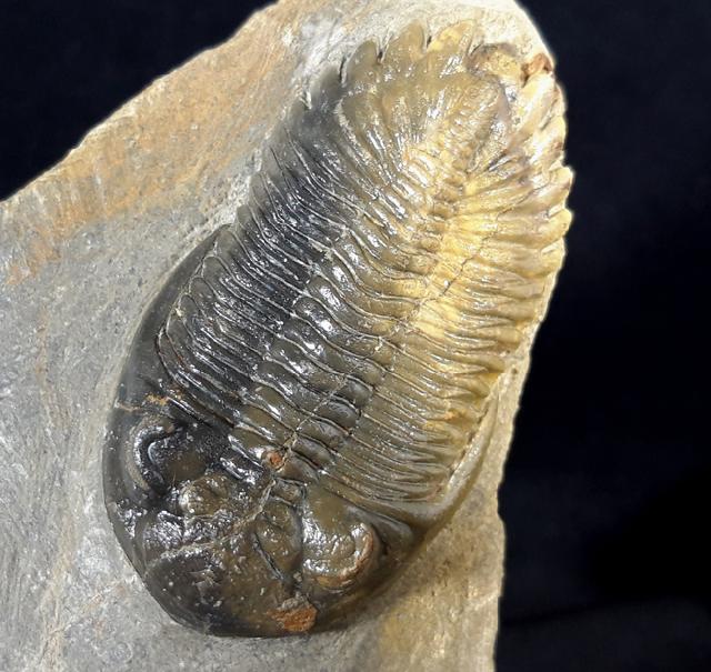 Hollardops mesocristatus (LE MAITRE 1952) - Bild © FossNet FossilienStore